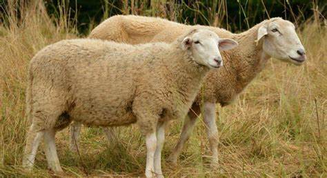 قیمت گوسفند زنده شهرداری تهران و کرج