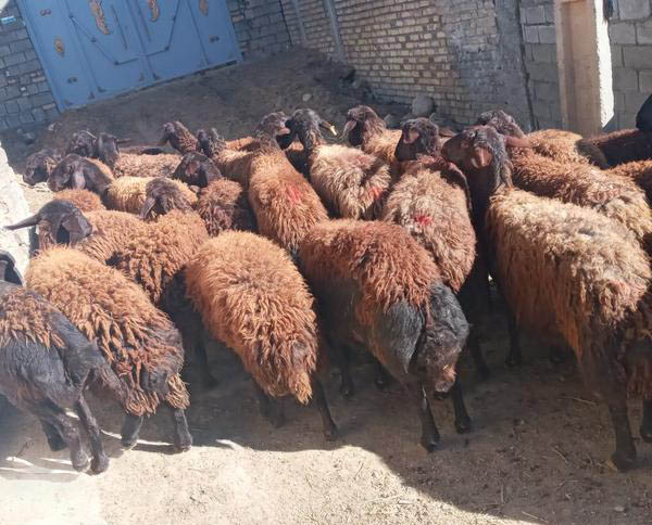 خرید و فروش گوسفند زنده در عید قربانی