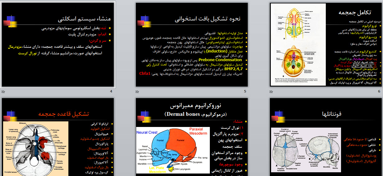 پاورپوینت تکامل سیستم اسکلتی استخوان و عضلات