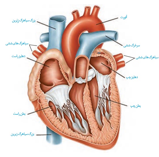 تدریس تصویری