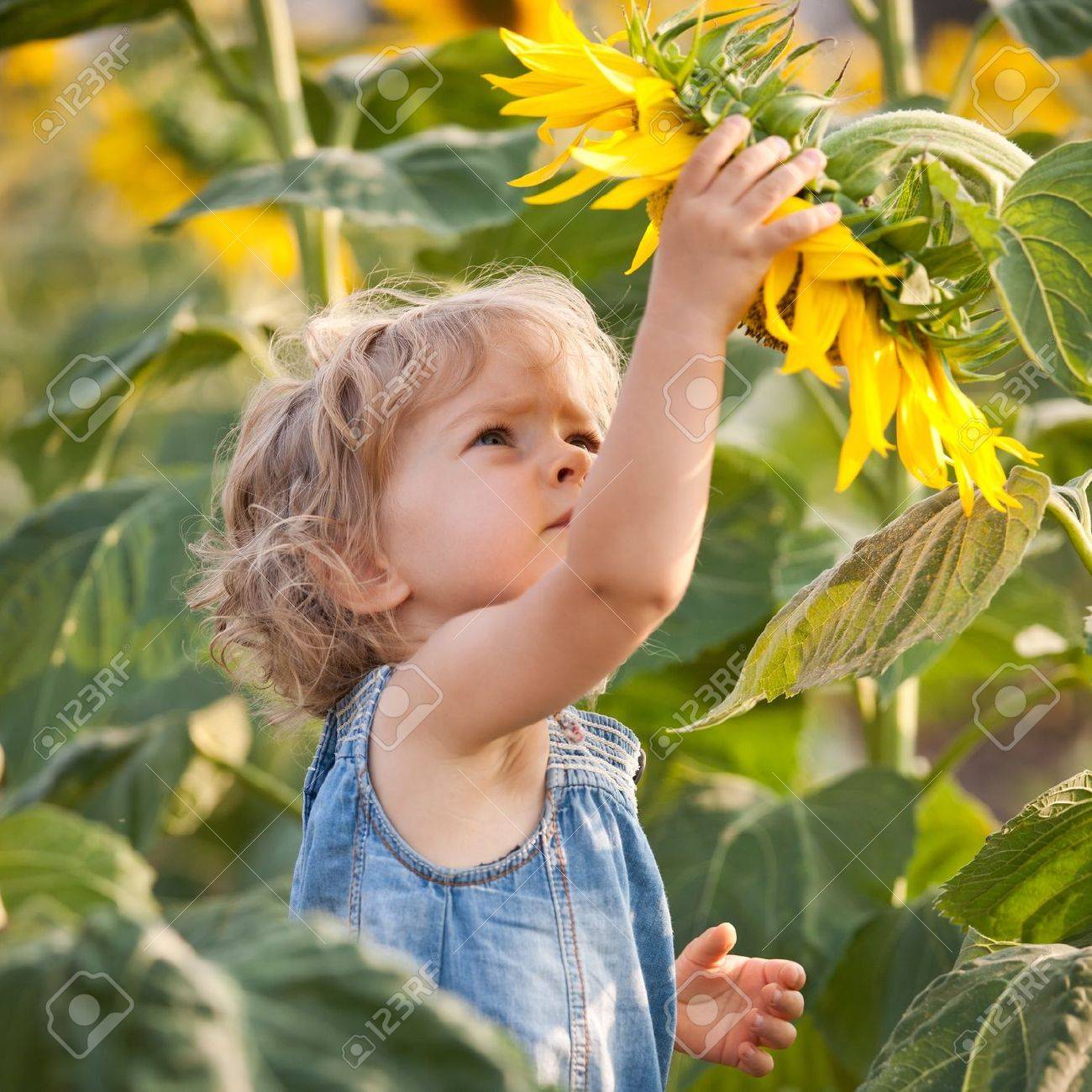 [تصویر:  11870376_beautiful_child_with_sunflower_...eld_1_.jpg]