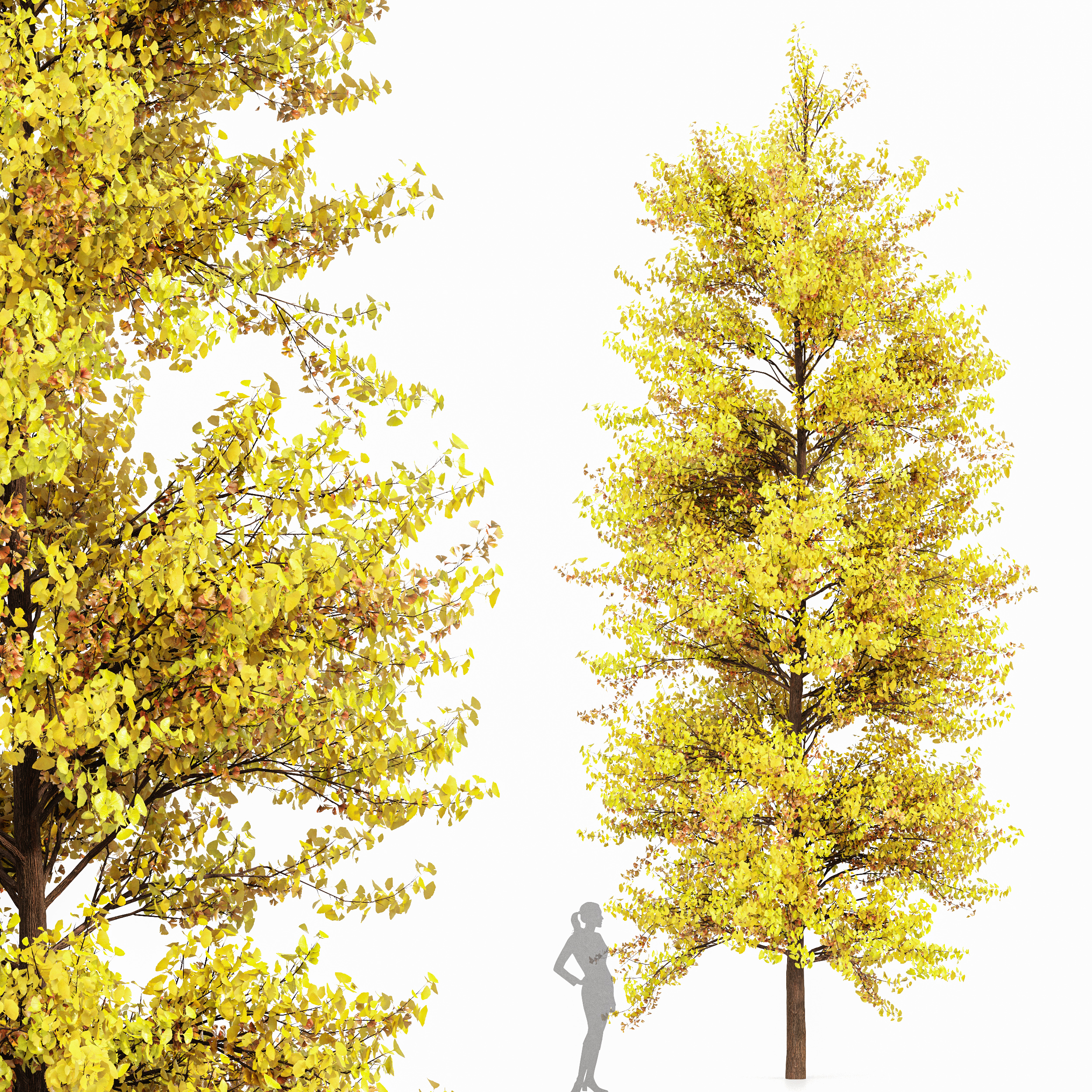 Ginkgo Biloba Tree 3D model preview 1