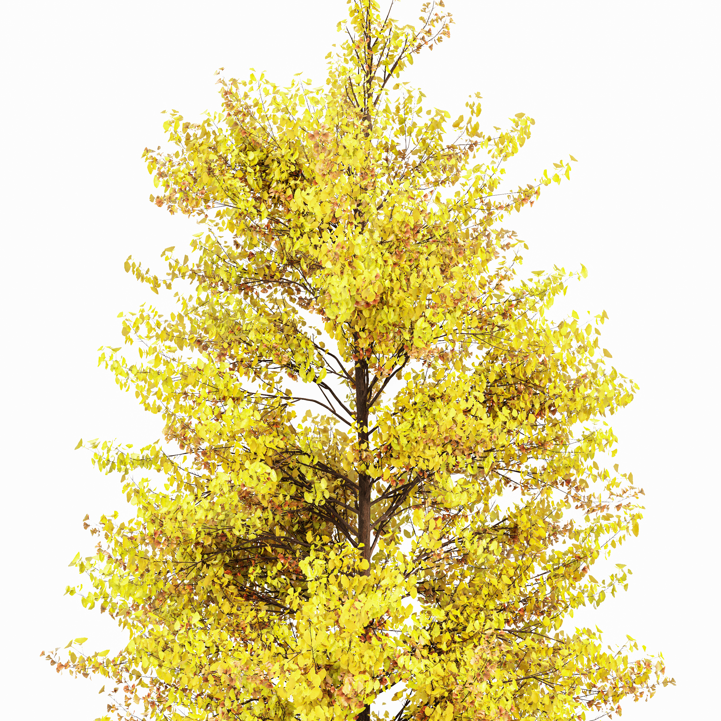 Ginkgo Biloba Tree 3D model preview 2