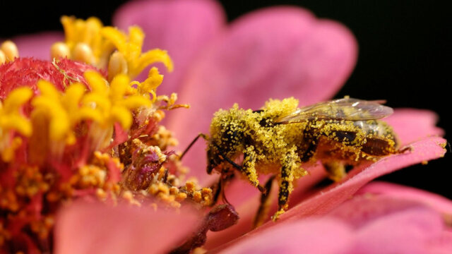 عکس مطلب دوپینگ زنبورهای کارگر با کافئین!   