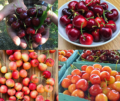 خواص آلبالو و گیلاس Properties of cherries