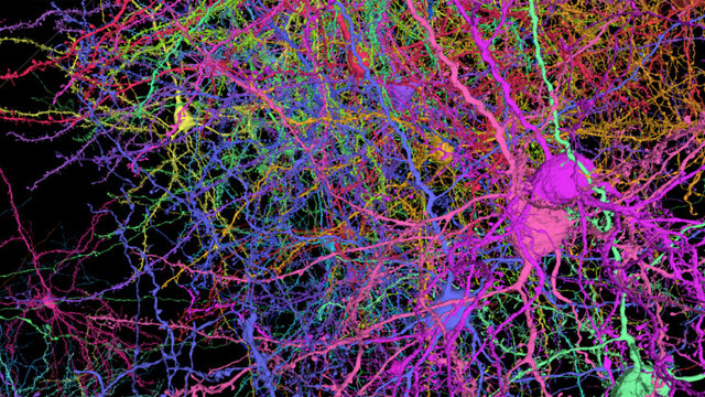 عکس مطلب ترسیم نیم میلیارد اتصال در بخشی از مغز موش