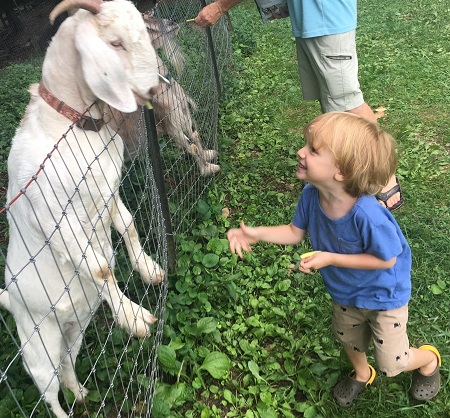 مزایا و معایب دادن شیر بز به نوزادان Goat milk