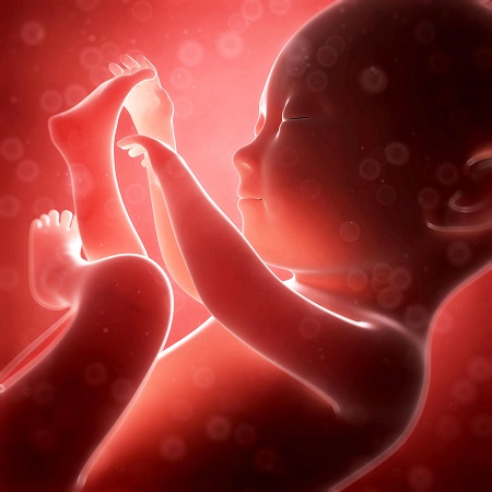 زمان تشکیل قلب جنین و غذاهای مفید برای تشکیل قلب جنین fetal heart development
